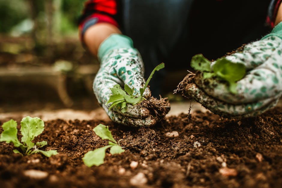 A close-up view of a gardener wearing patterned gardening gloves planting young green lettuce seedlings into rich, dark soil in a garden bed. The soil appears moist and well-tilled, with visible texture and small pebbles. In the background, there are additional leafy plants and a blurred garden environment with natural outdoor lighting. The gardener's hands are carefully placing the seedlings into the ground, demonstrating garden maintenance and planting techniques. The scene reflects outdoor landscaping work typical of local gardening activities, with a focus on vegetable patch care, soil preparation, and nurturing young plants, associated with the services of Gardeners Kingston. The overall setting emphasizes healthy soil, fresh greenery, and attentive planting in a well-organized garden layout.