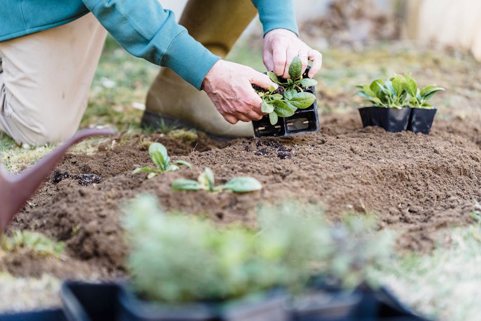 Close-up of a garden workspace showcasing freshly turned dark brown soil with a slightly moist, crumbly texture, situated in raised wooden garden beds. In the background, there are blurred green plants and foliage, indicating a greenhouse or conservatory environment with a transparent roof allowing natural light to illuminate the scene. A small black seed tray with red and green plant labels is positioned atop the soil, suggesting ongoing planting activity. The image also features a partial view of a person wearing a bright blue work jacket, emphasizing active garden maintenance. This setting exemplifies typical garden preparation and planting work carried out by professionals such as Gardeners Kingston, highlighting the importance of soil readiness and organized planting in effective garden care and landscaping.