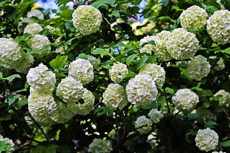 Hedge trimming garden